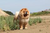 CHOW CHOW 098